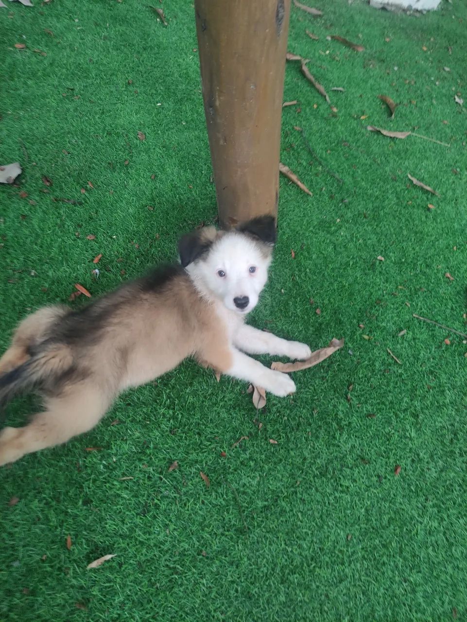 Filhotes de Border Collie  - Foto 4
