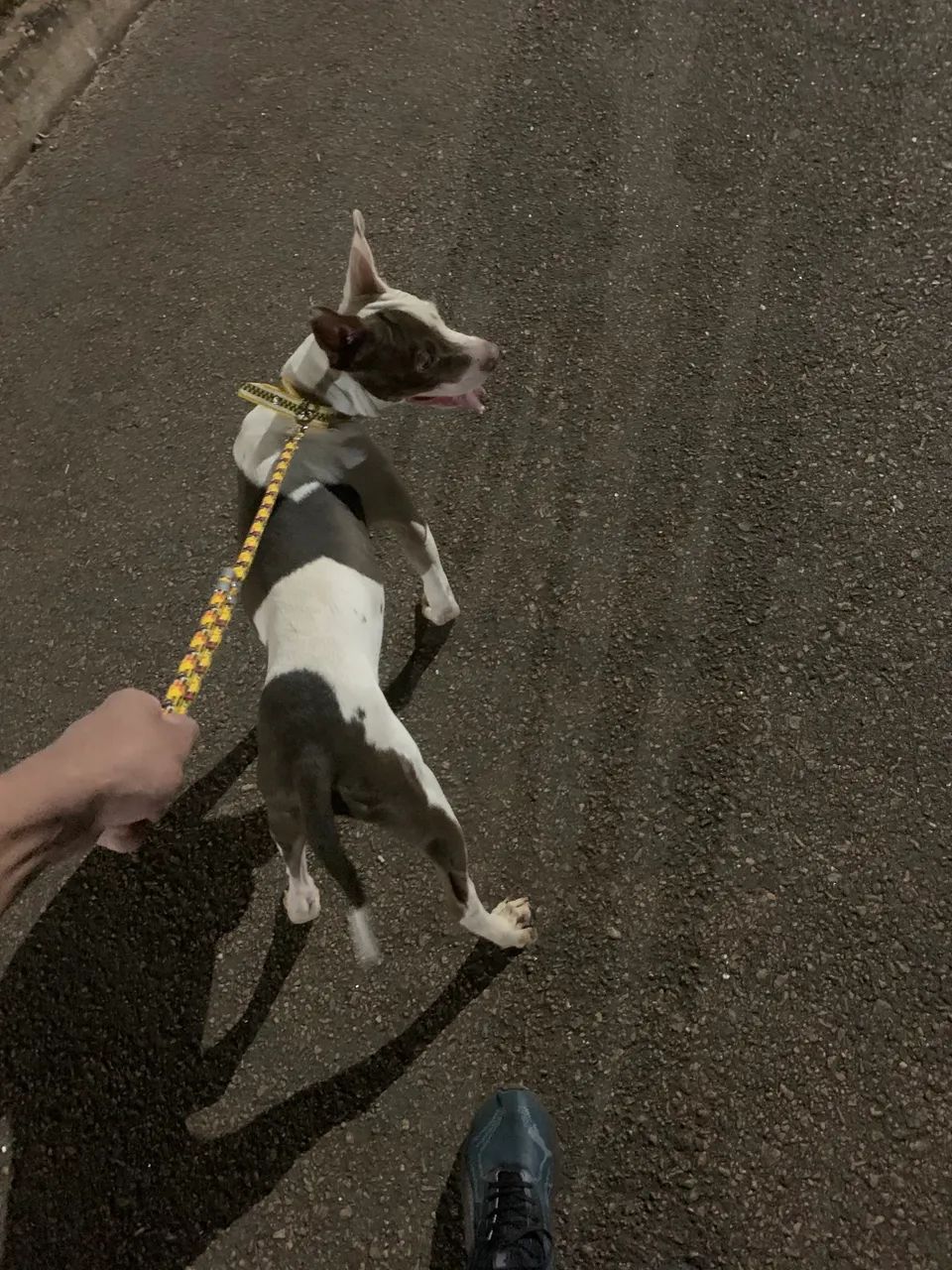 Animais de estimação  - Foto 2