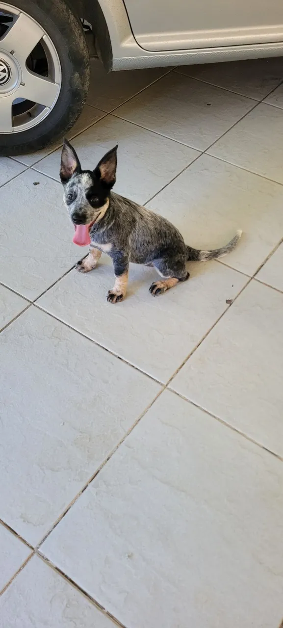 Filhote de Boiadeiro Australiano (Blue Heeler)