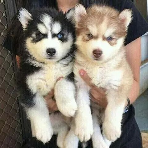  Husky Siberiano dois filhotes casal me chama 