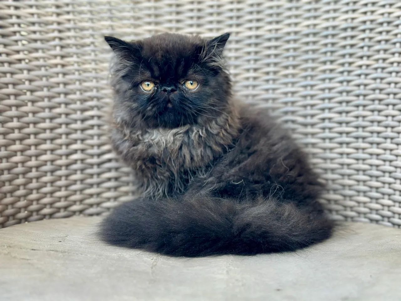 Gatinho Persa macho, padrão Top Show, Preto (coloração Black Smoke), 3 meses