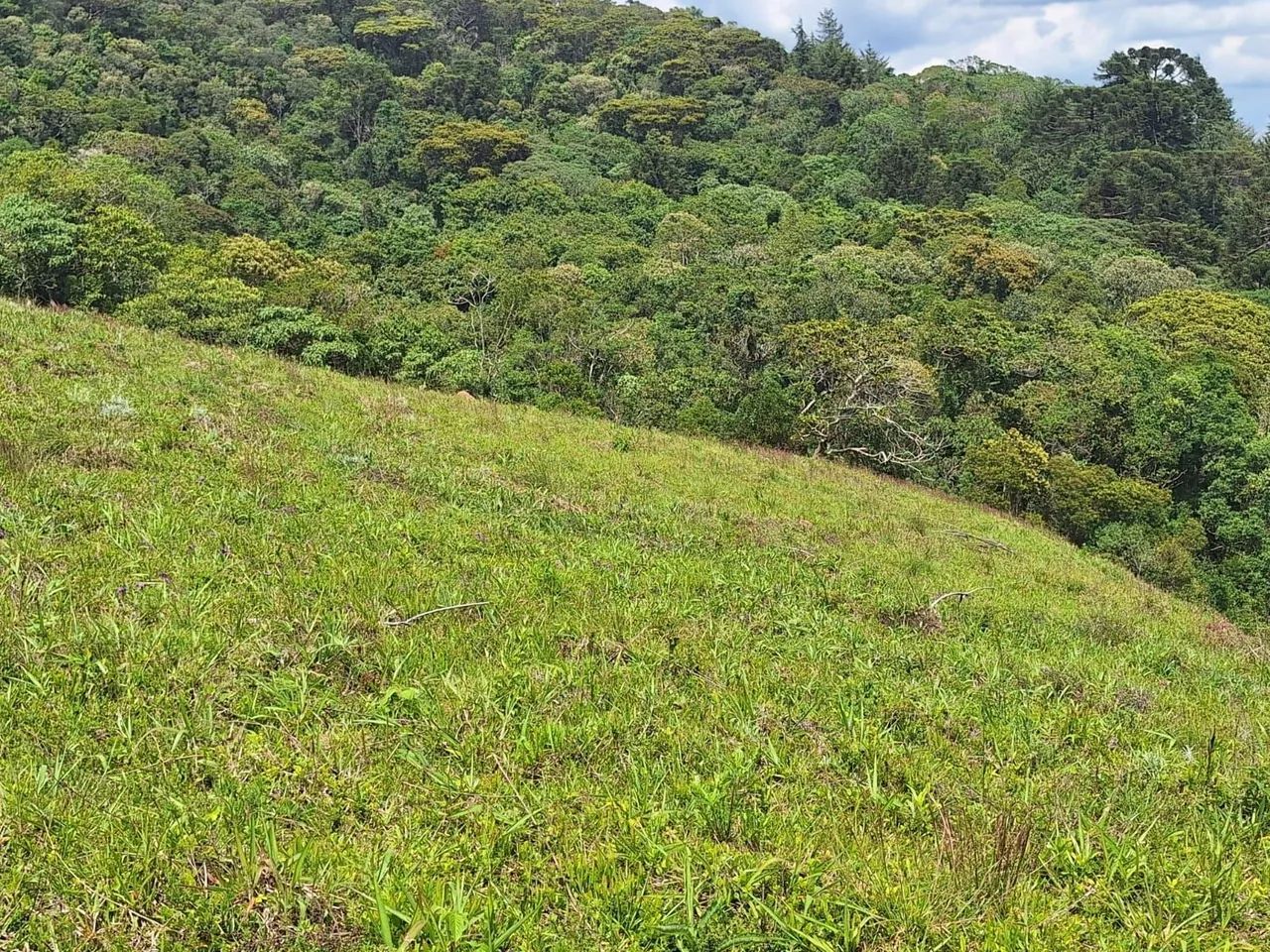 Terreno 40.000m², Delfim Moreira /MG - Foto 4