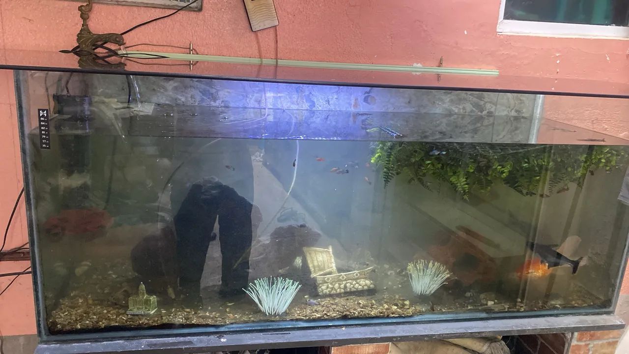 Aquário com peixes 2700