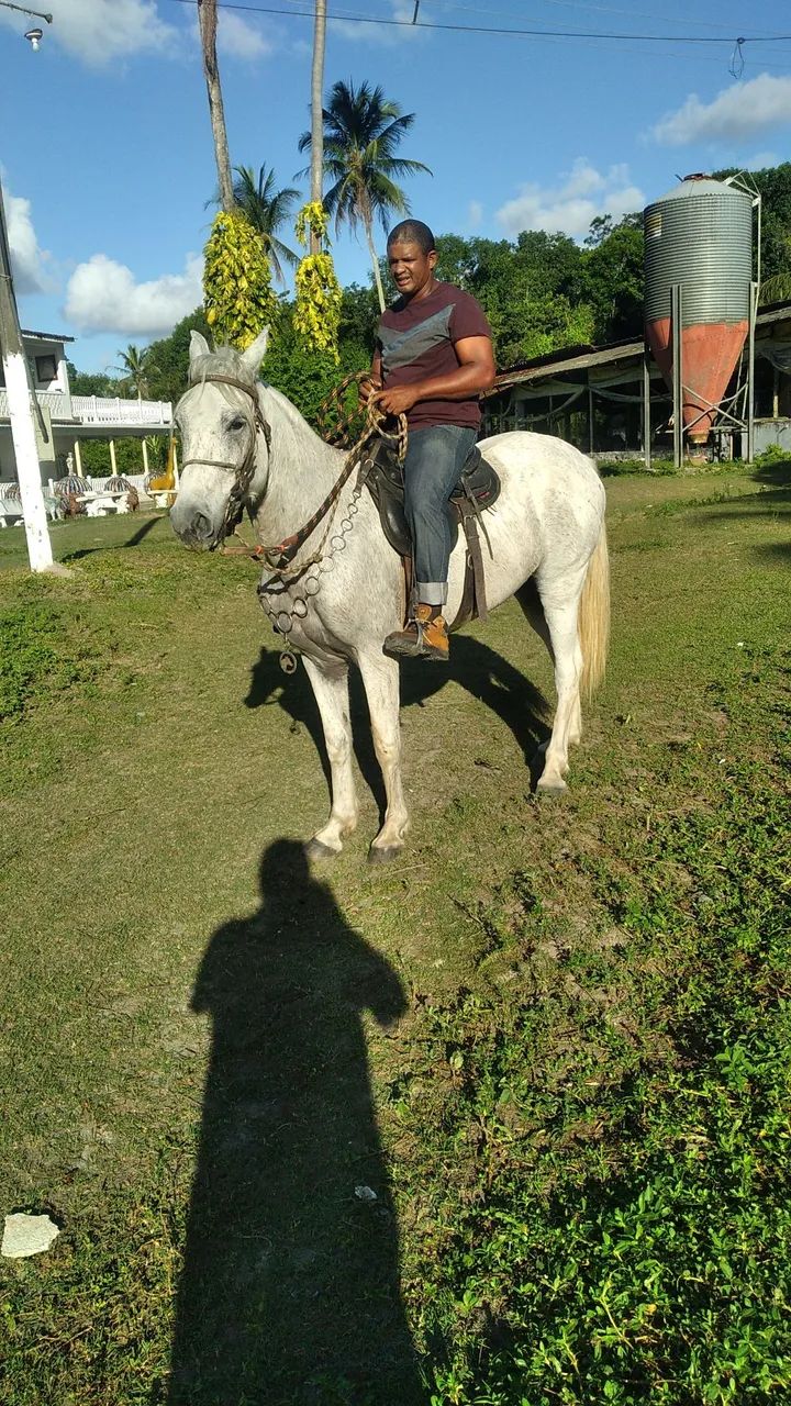     CAVALO MANGALARGA $5.900,00