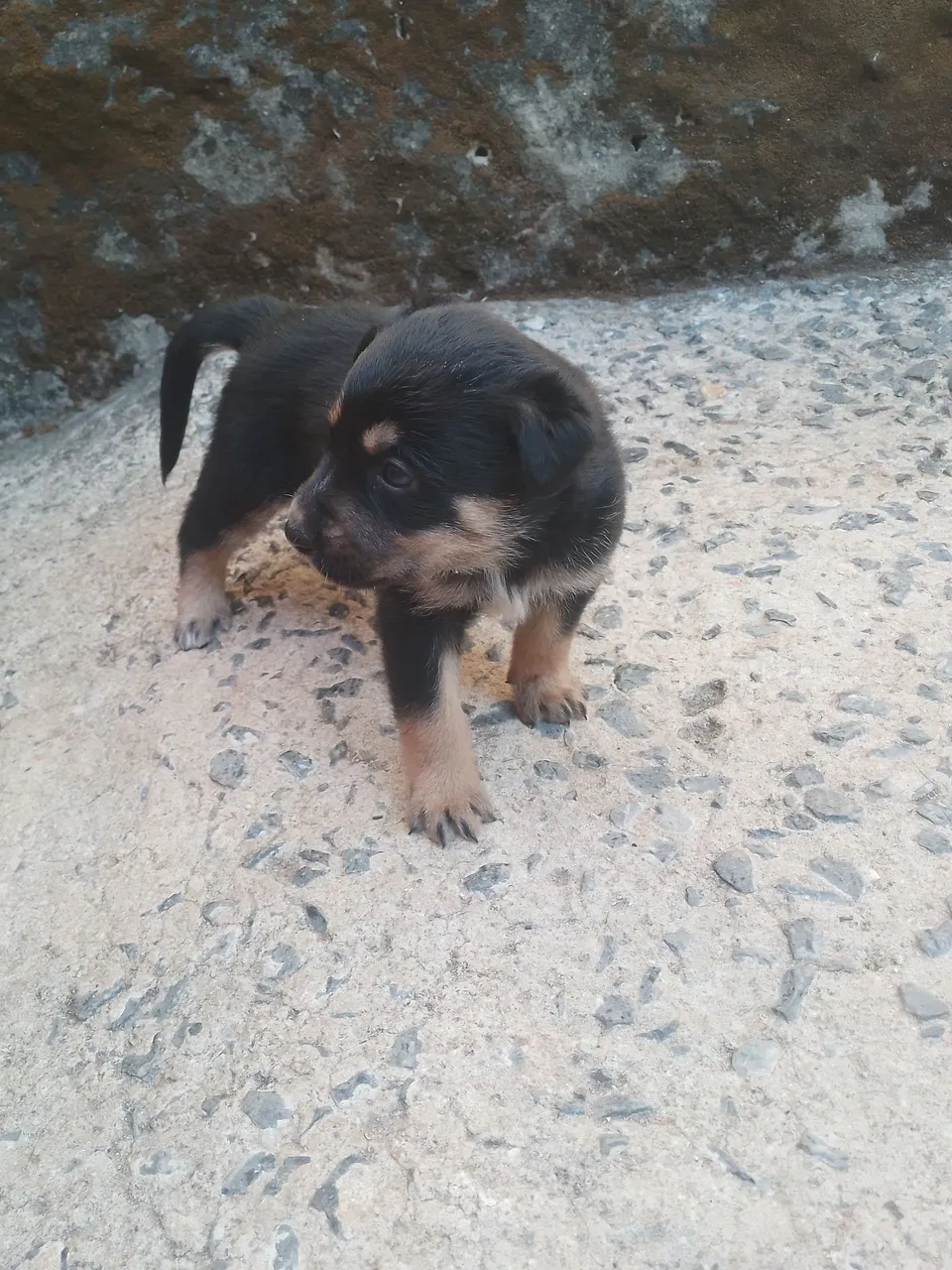 Filhote de cachorro fofo e brincalhão