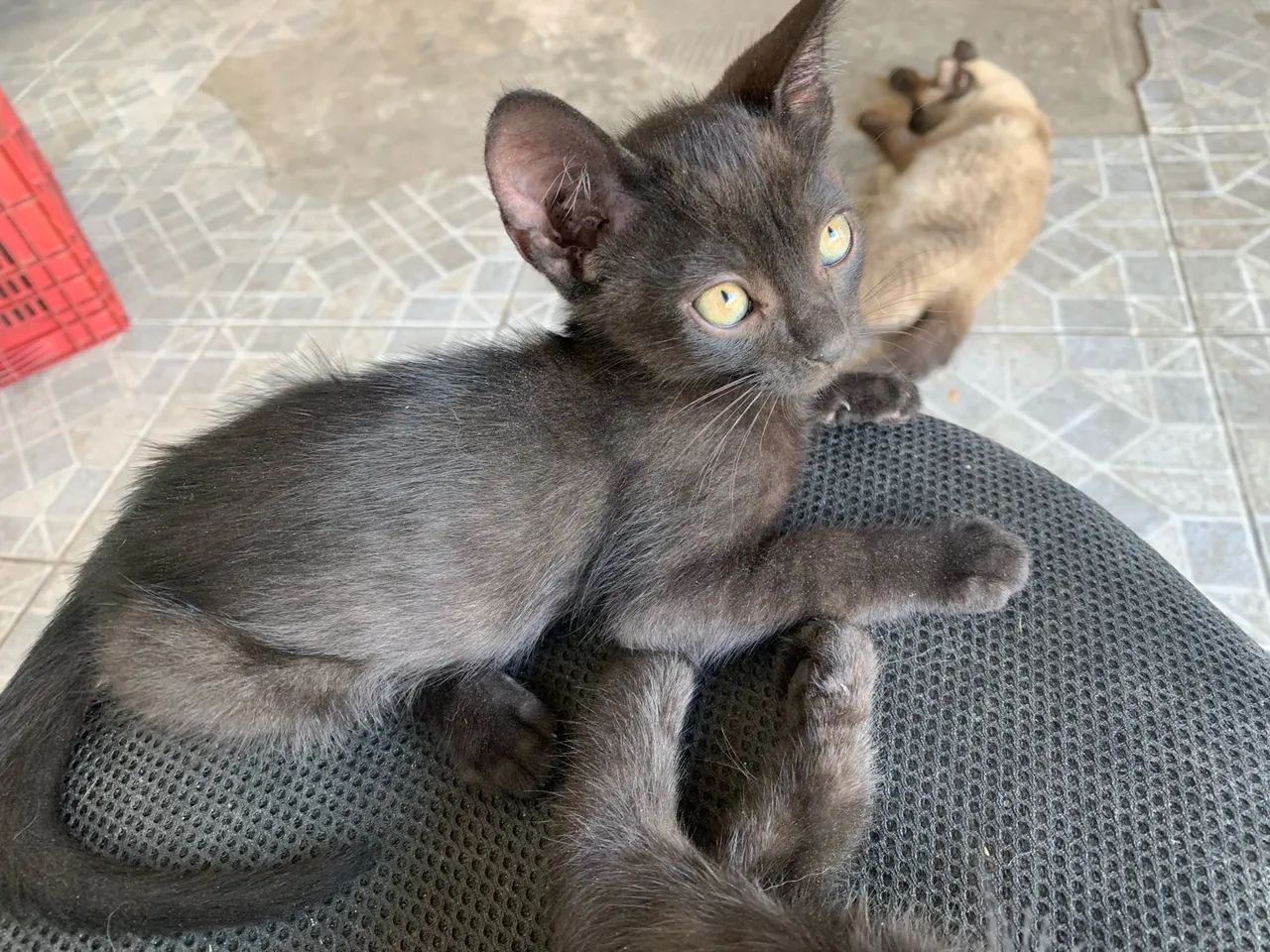Gatinho preto lindo para adoção
