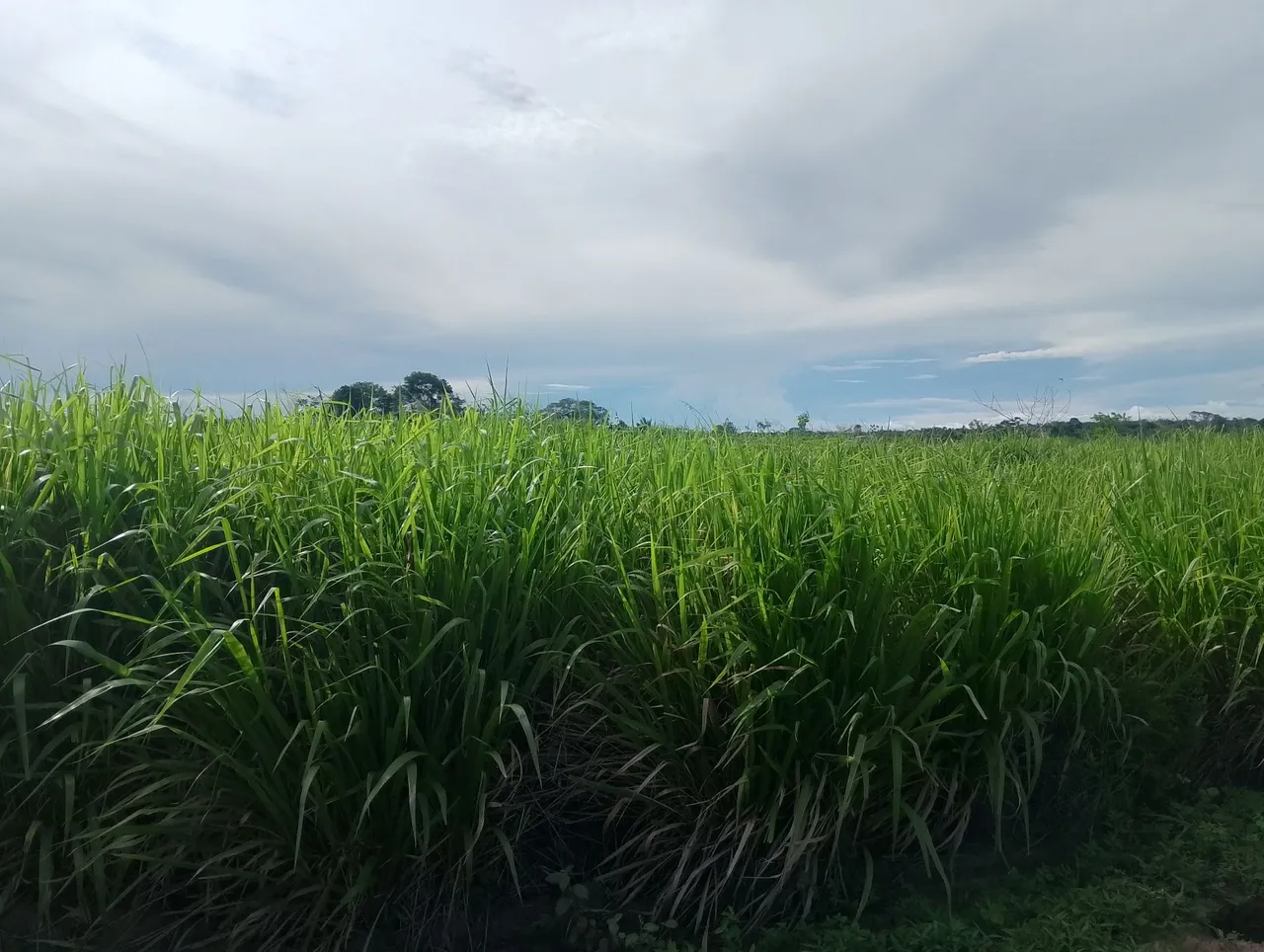 Campo de Capim-elefante: Produção e Qualidade!
