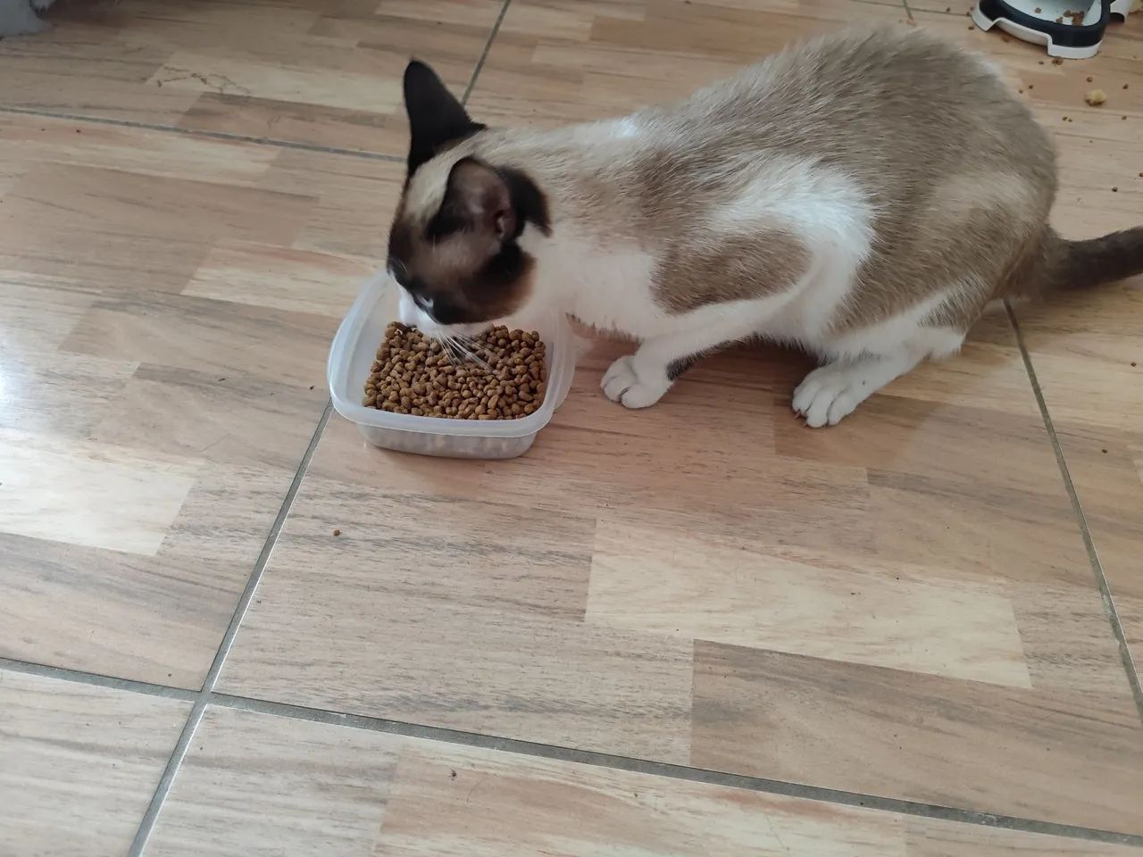 Doações gato  - Foto 2