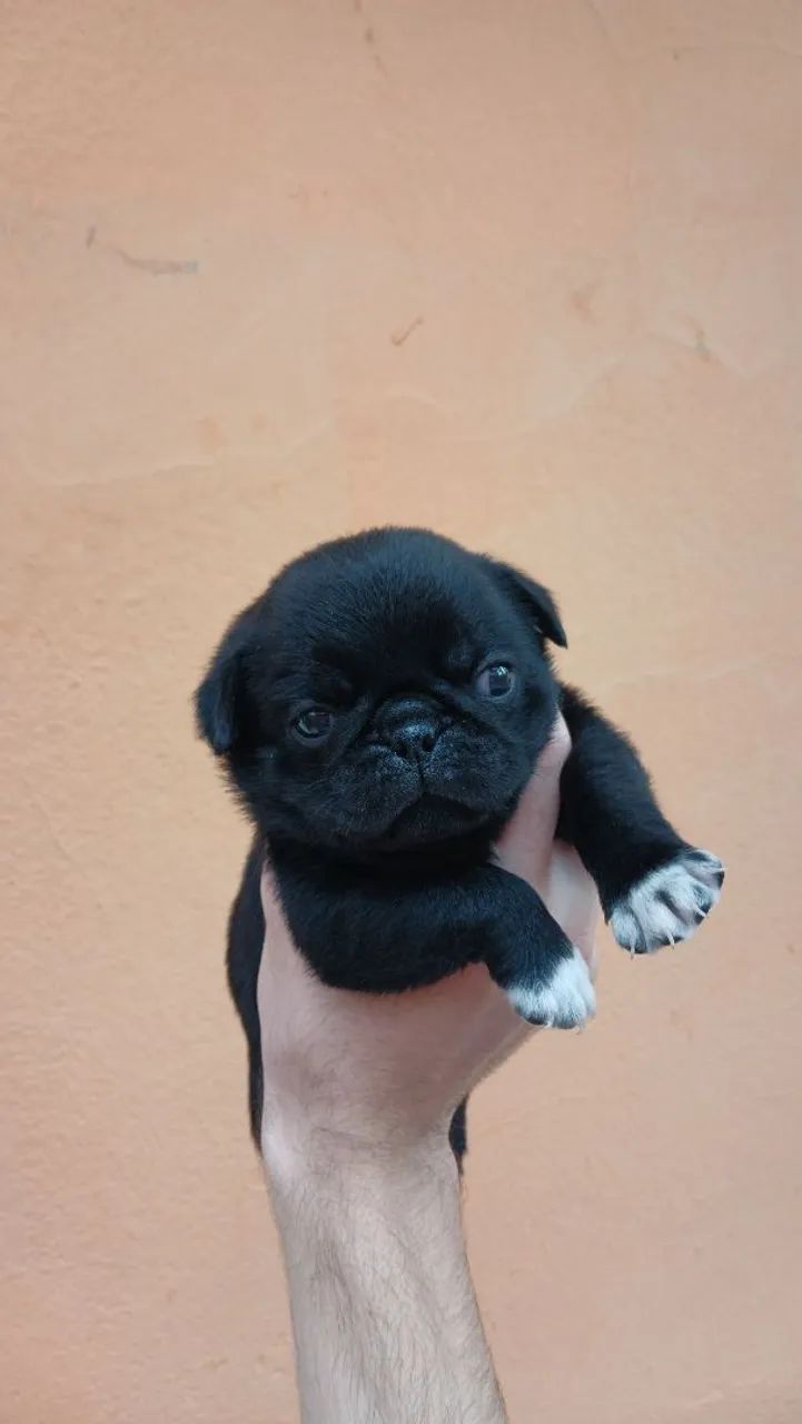 Pug macho preto  - Foto 3