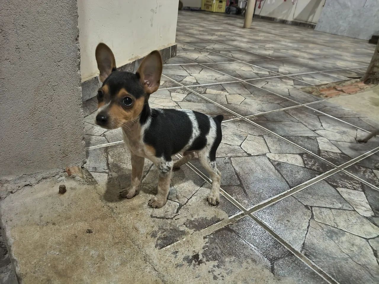 Pinscher  - Foto 2