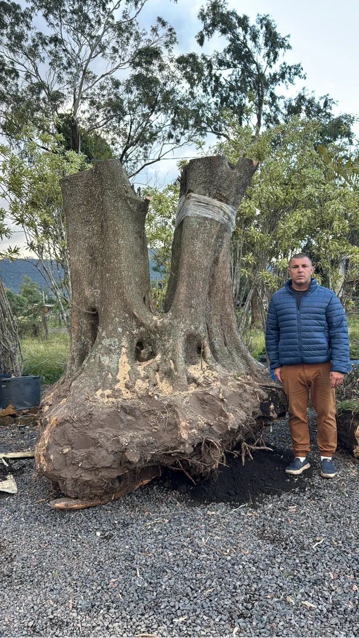 Oliveiras centenárias brotadas 