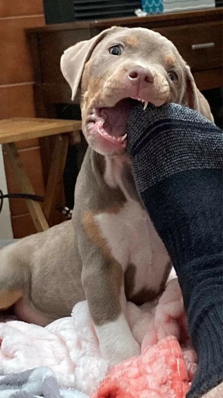 Pitbull - Lealdade Verdadeira 