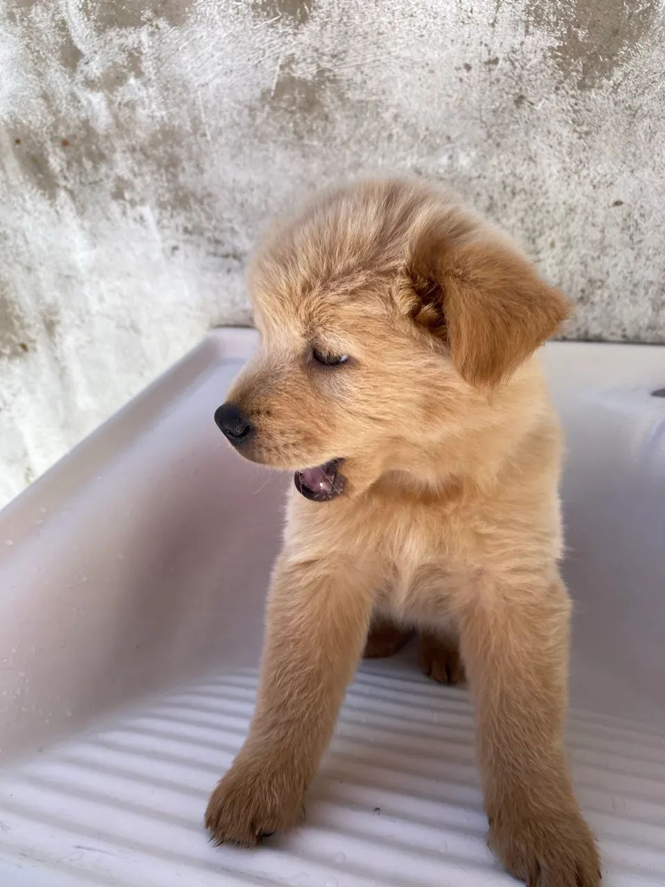Filhote de Chow Chow