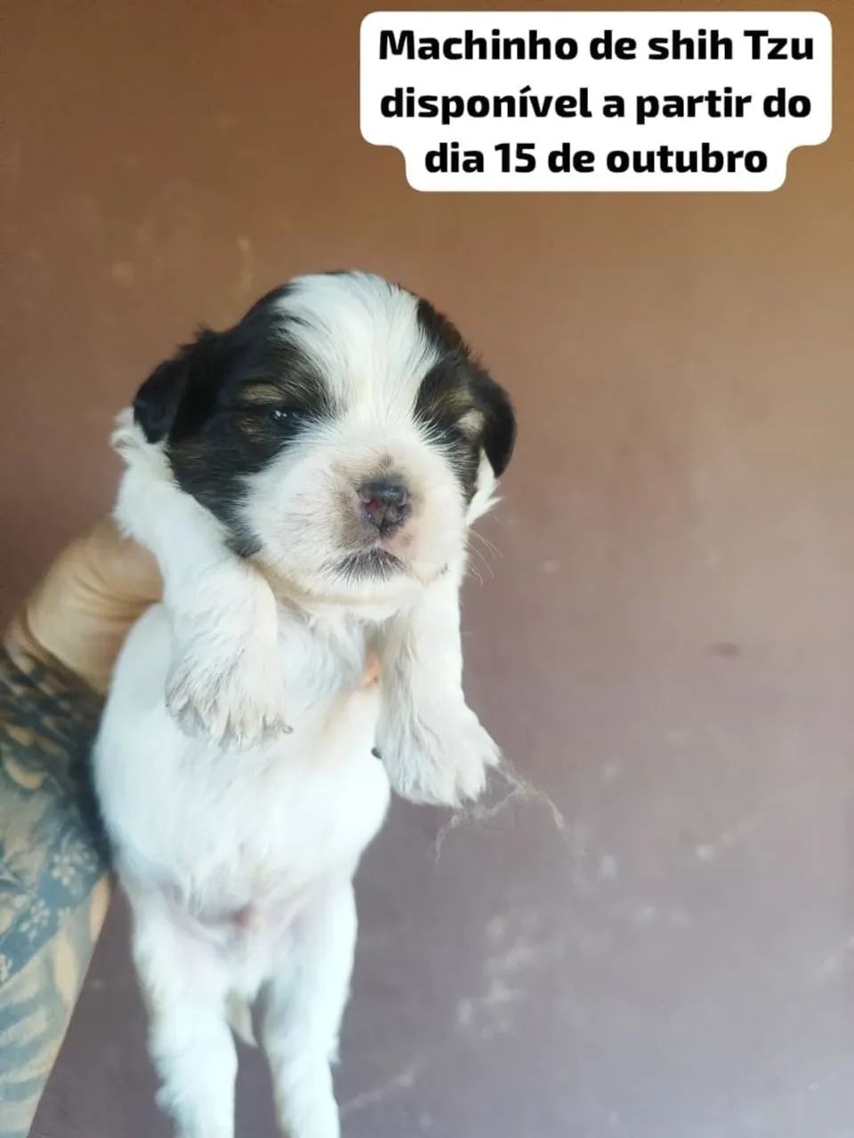 Filhote  machos de shitzu - Foto 3