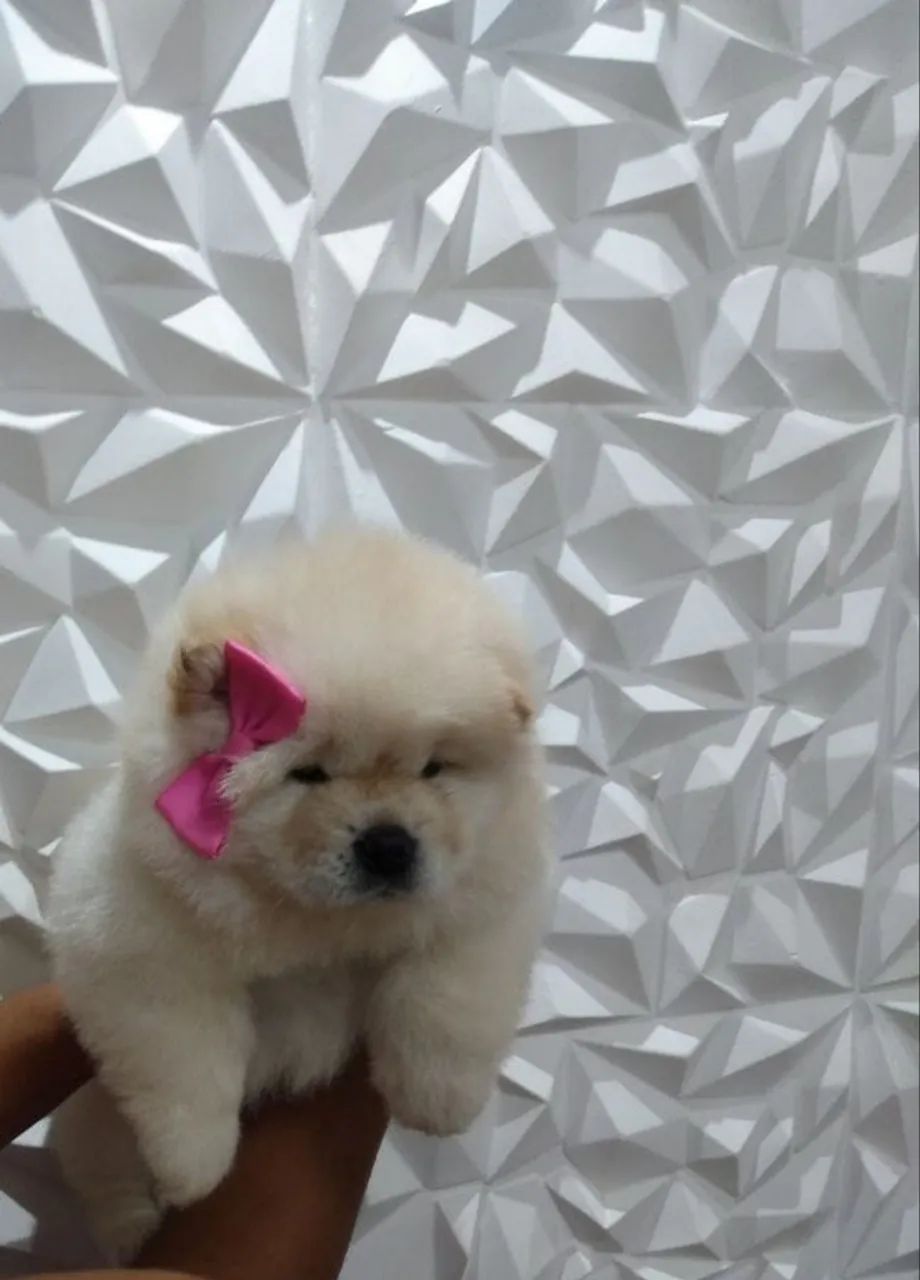 Chow chow americano top demais  - Foto 5