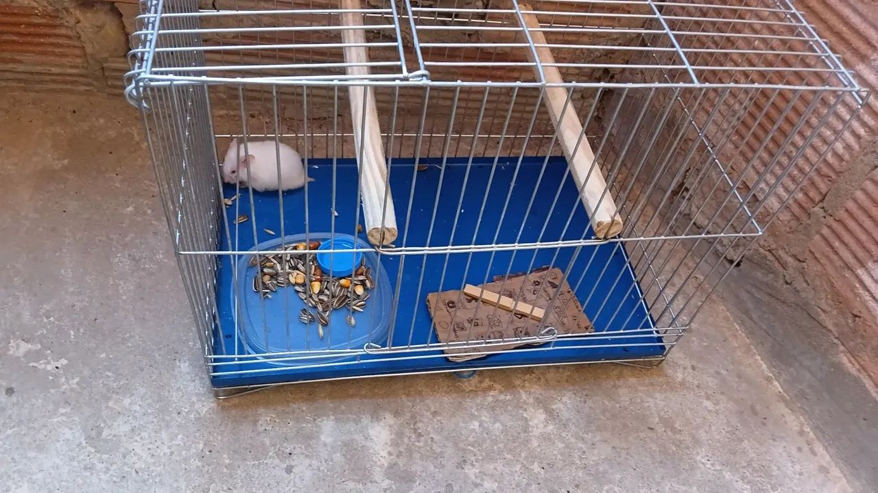 Gaiola animais - Foto 4