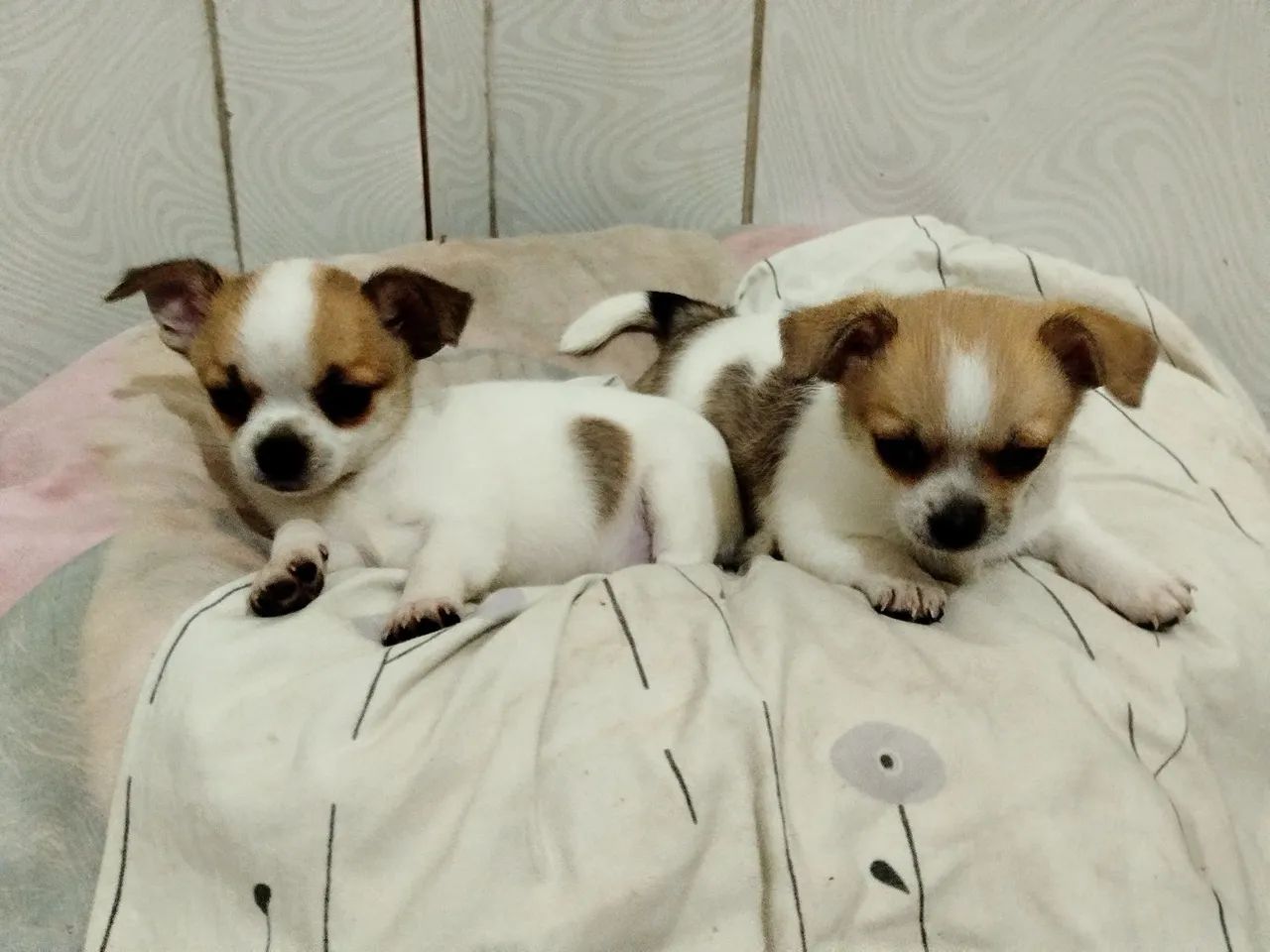 Chihuahua 
