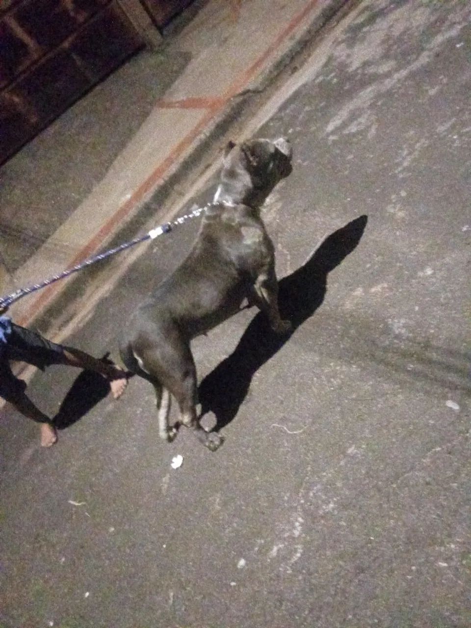 Vende se american bully - Foto 2