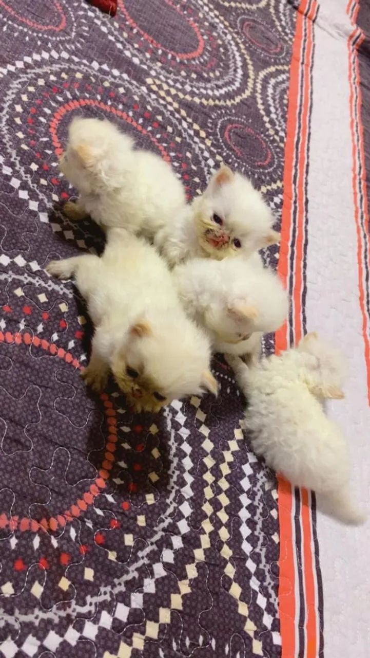 Gato  persa - Foto 2
