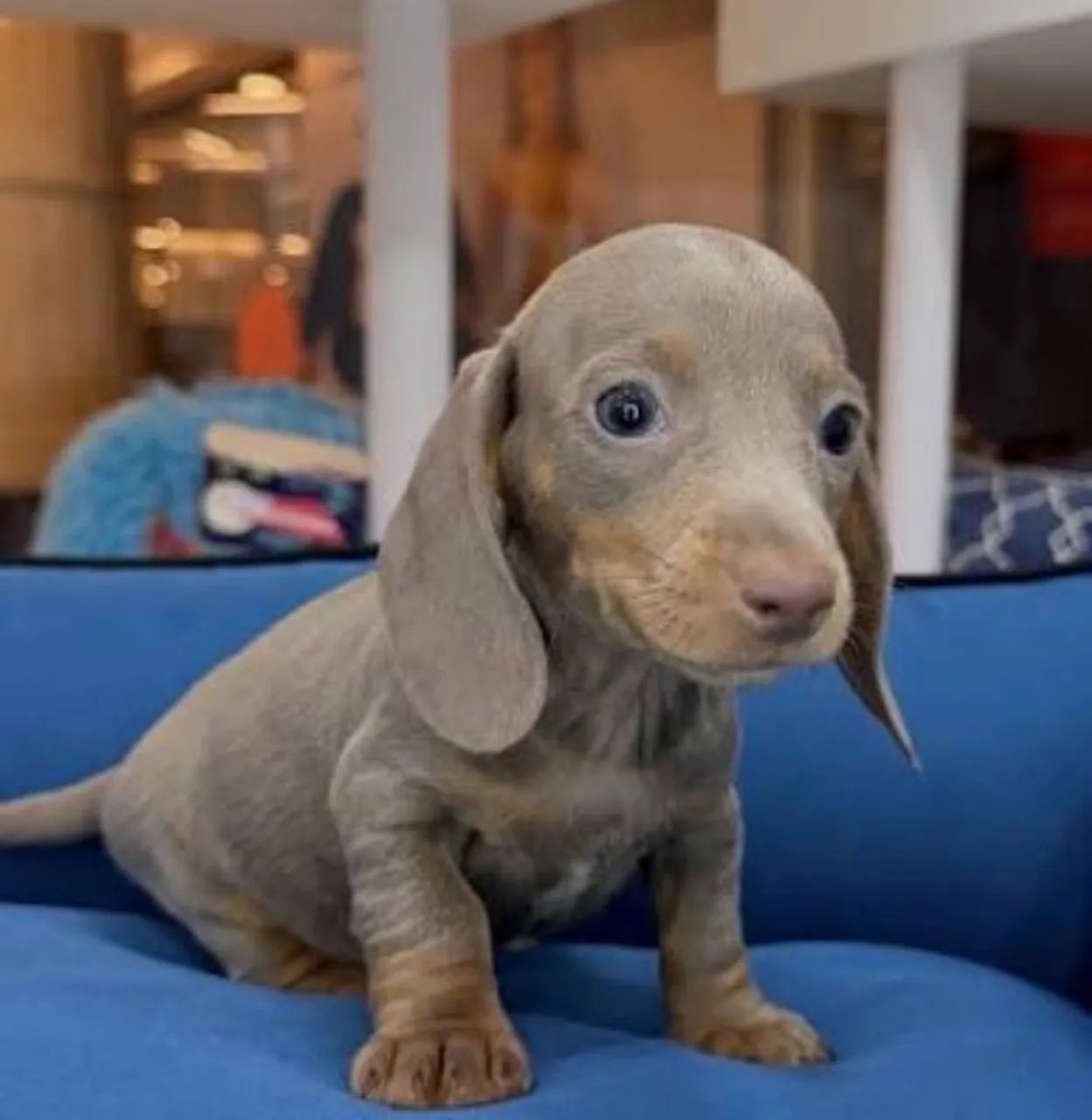 Cachorro  - Foto 3