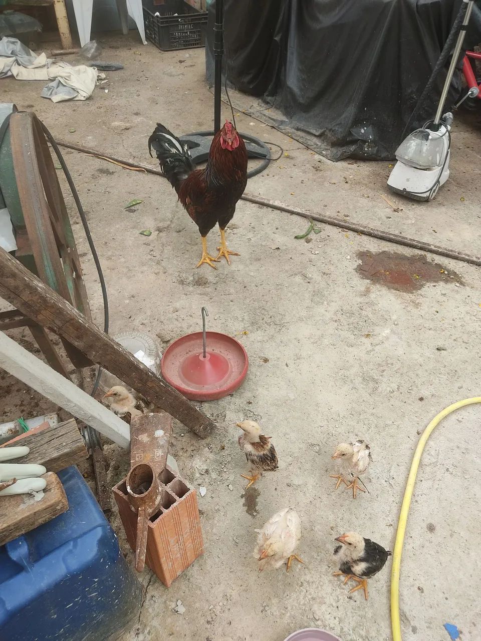 Galinhas, galos e pintinhos - Foto 5