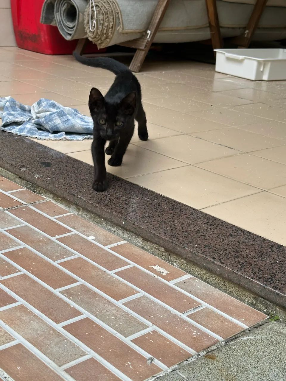 Doação filhote de gato ? - Foto 5