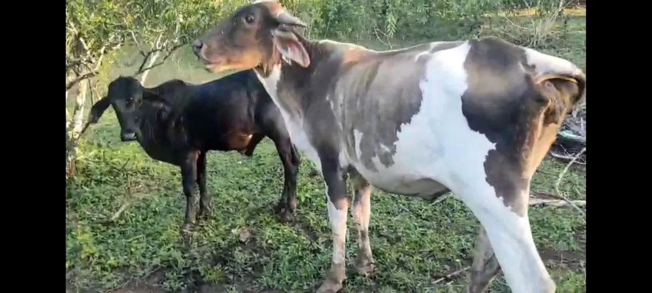 Boi,  vaca e Garrote  - Foto 5