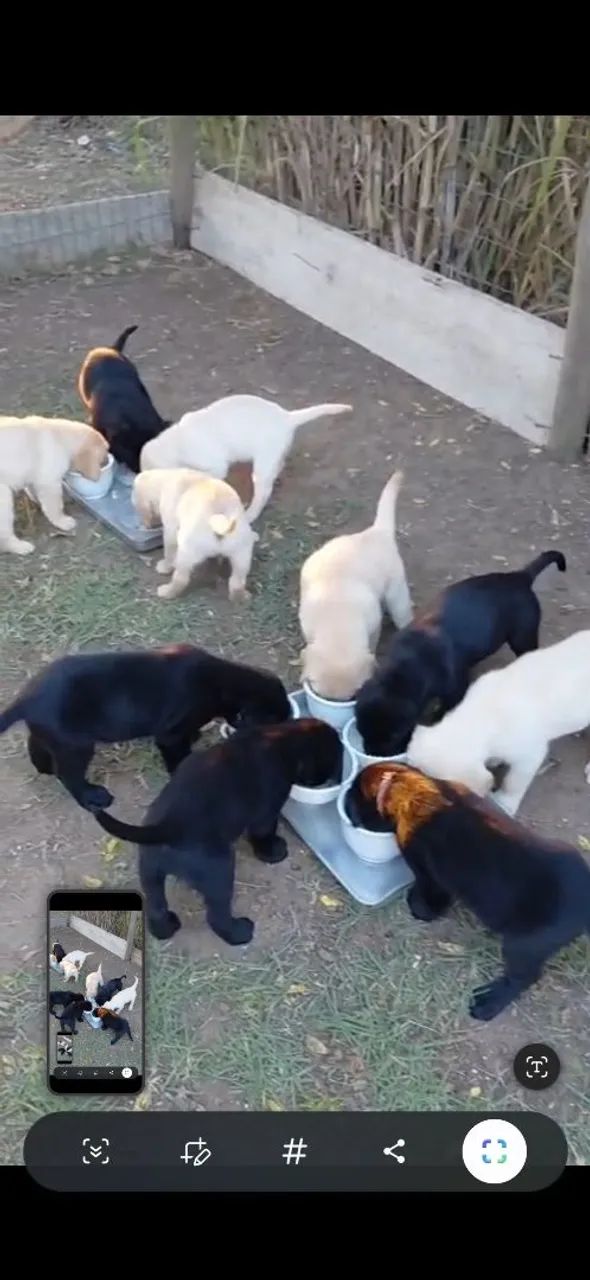 Labrador  - Foto 5