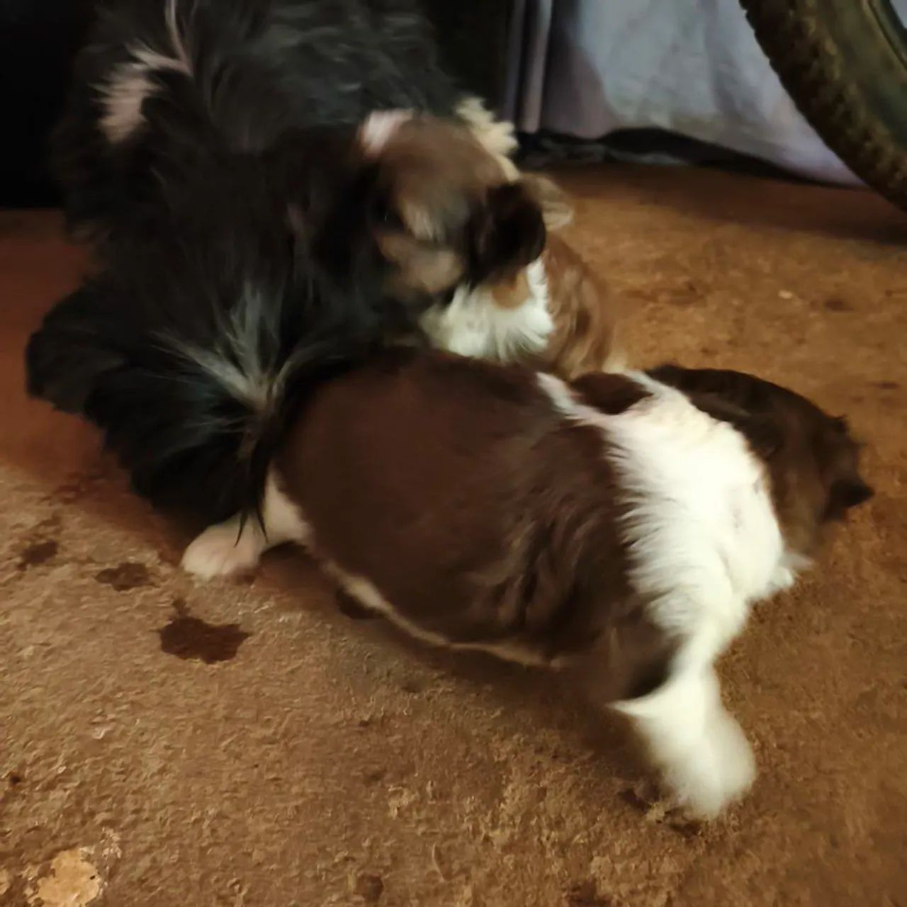 Cachorro - Foto 3