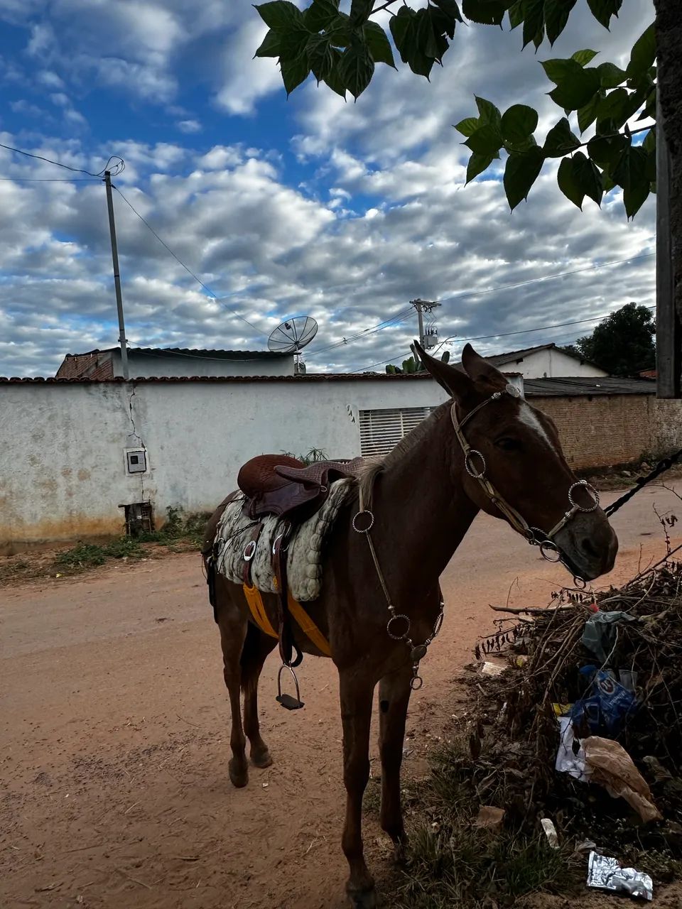 Mula a venda