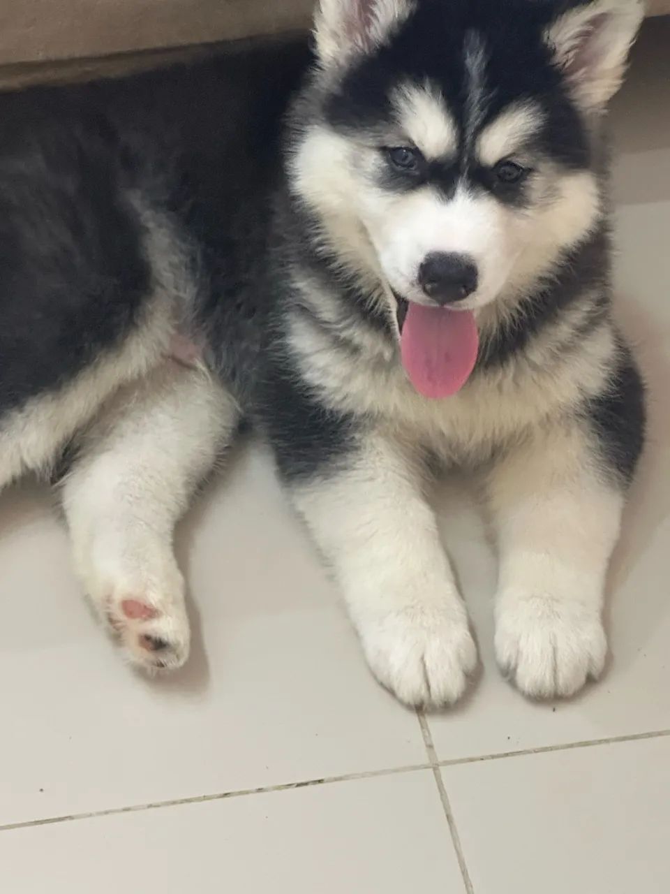 Husky siberiano - Foto 3