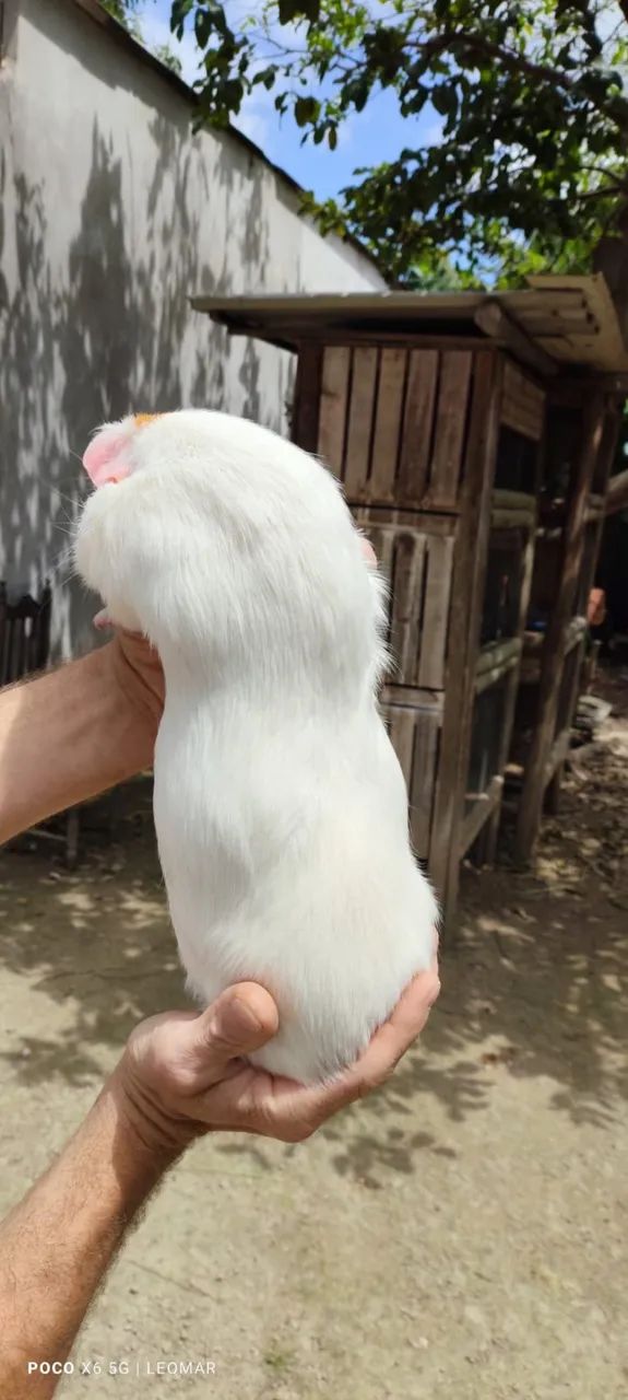 Animais  - Foto 6