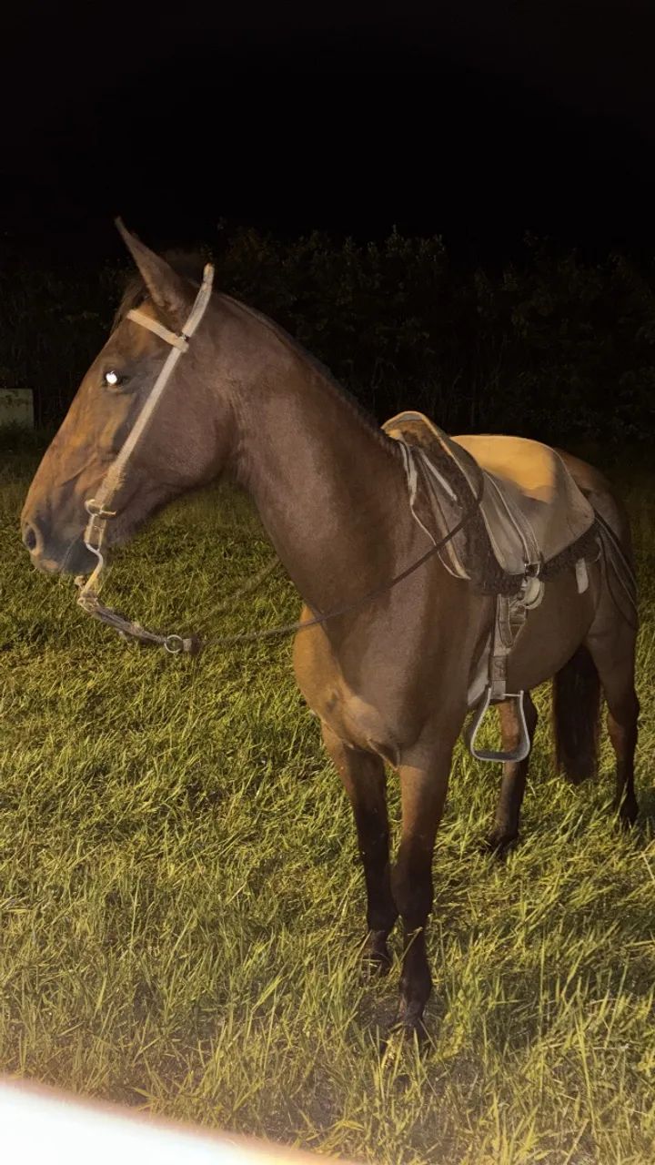 Vendo cavalo 