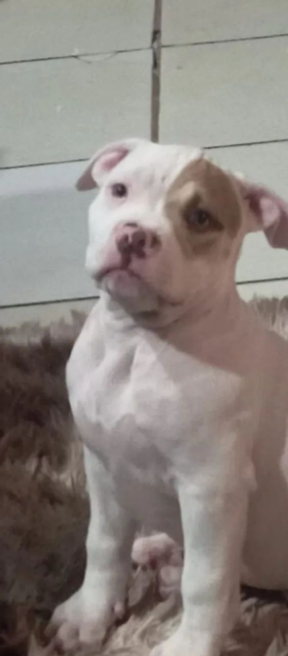 Filhote de PitBull  - Foto 3
