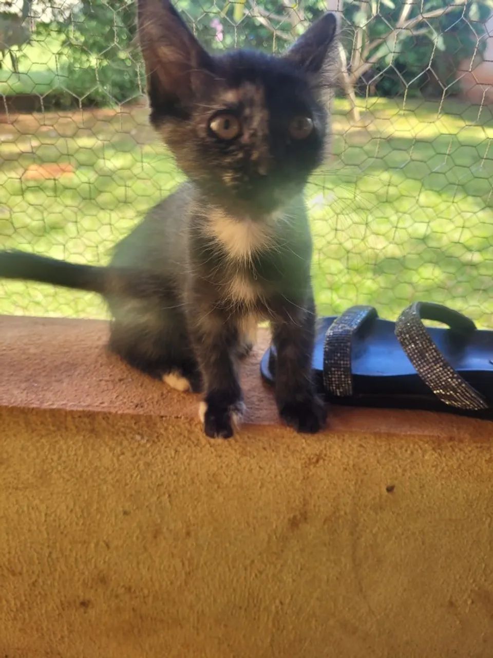 ADOÇÃO RESPONSÁVEL - FILHOTINHA GATINHA - Foto 4