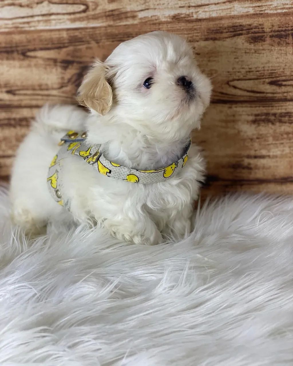 Shihtzu com pedigree  - Foto 5