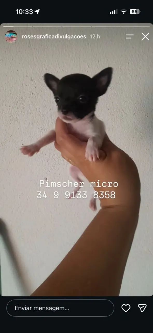 Pinscher micro 
