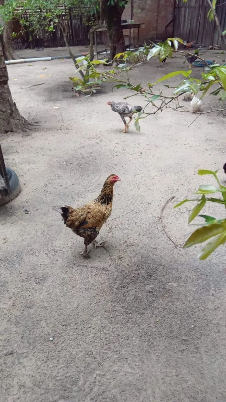 Vendo galo, galinha e frango.  - Foto 2