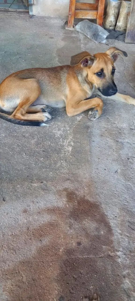 Doação de cachorros 