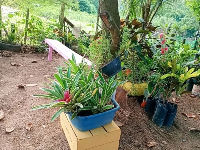  Vendo uma chácara próximo a Santa Leopoldina  - Foto 3