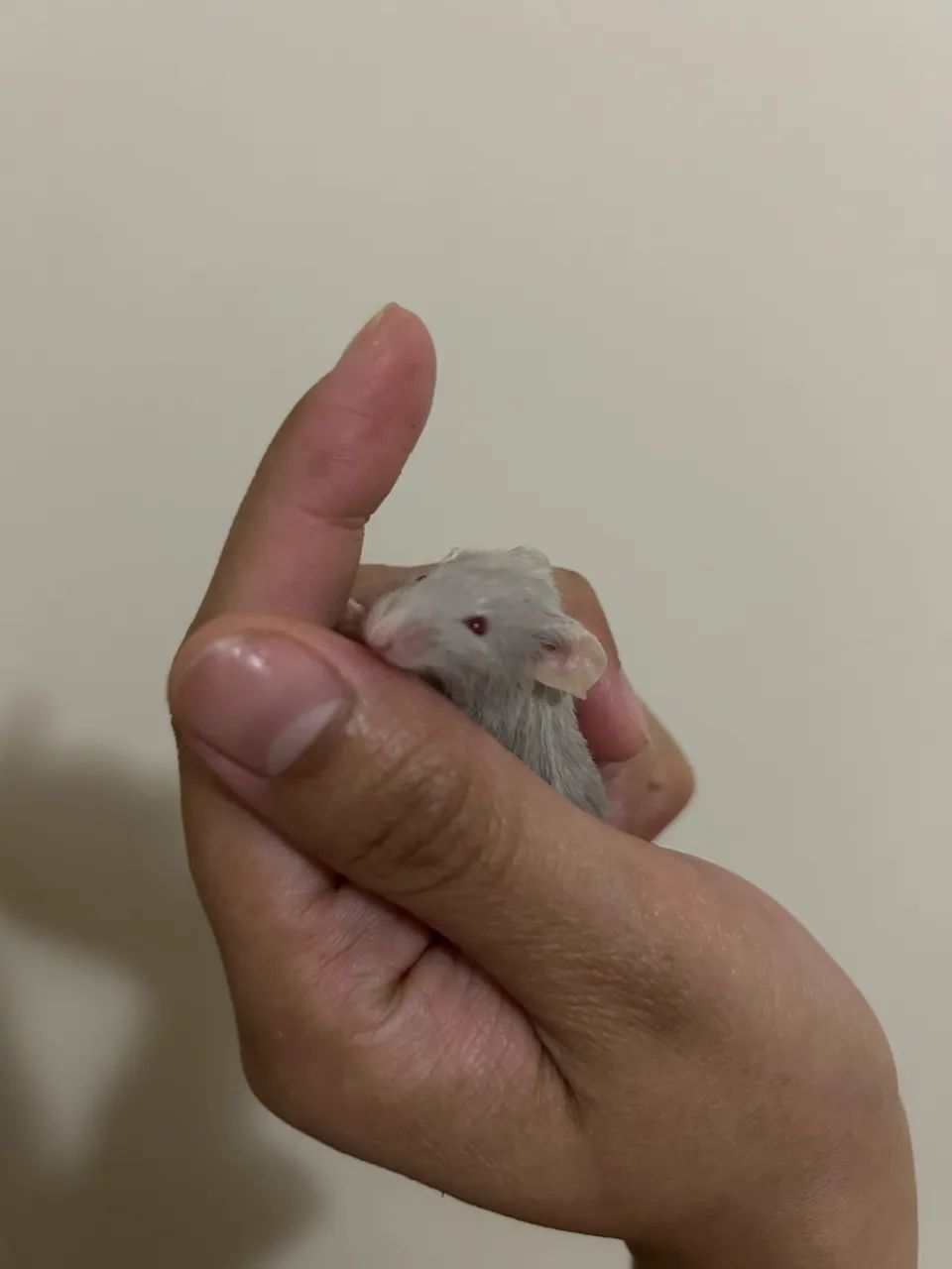Camundongos Pet  - Foto 5