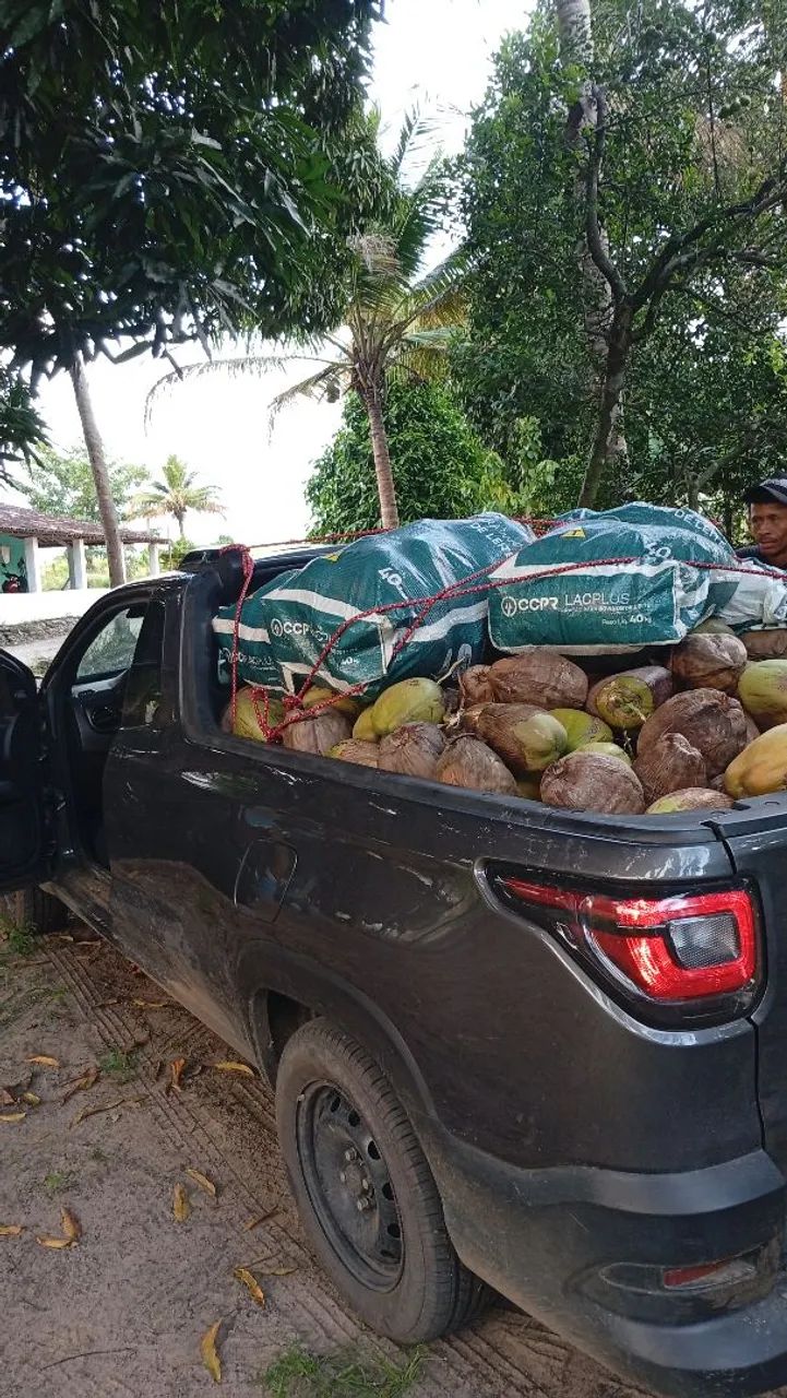 Coco verde no atacado 