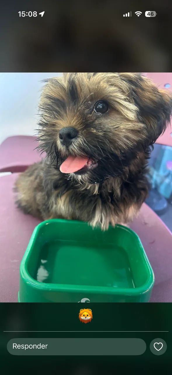 Cachorro  - Foto 4