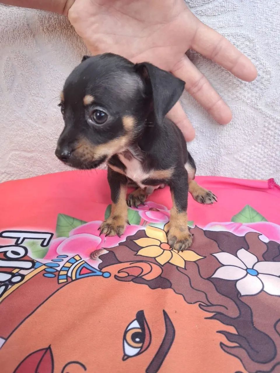 Pinscher macho  - Foto 2