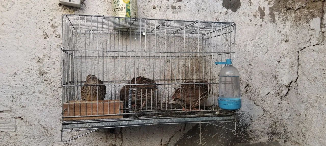 Gaiola com cordonas 