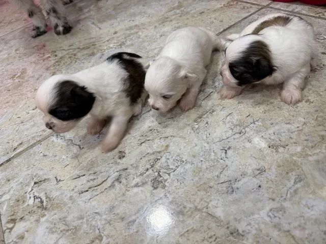 Lhasa Apso  - Foto 5