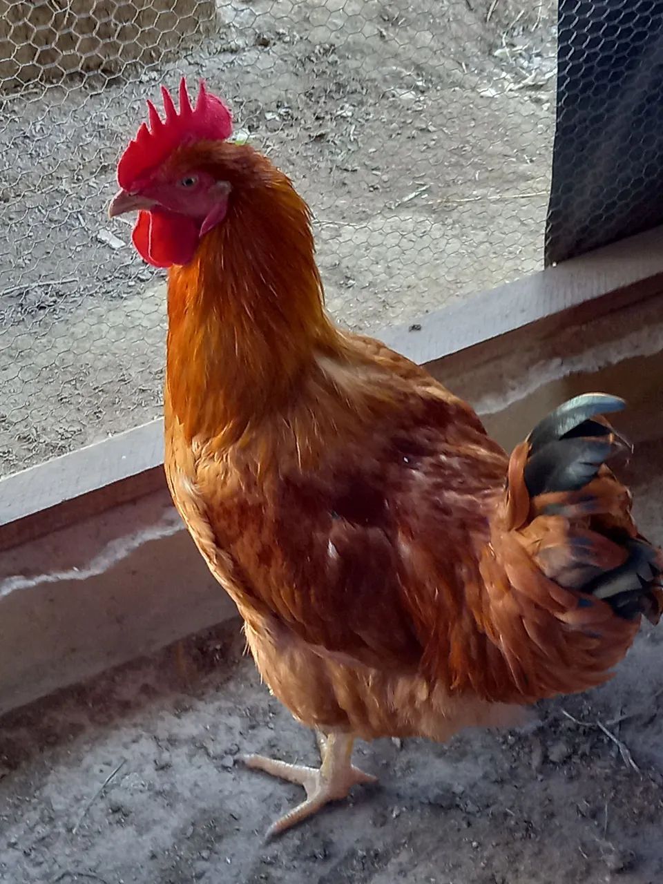 Galo e Galinha 
