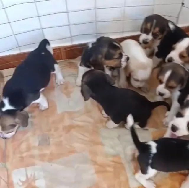 Beagle puro a venda
