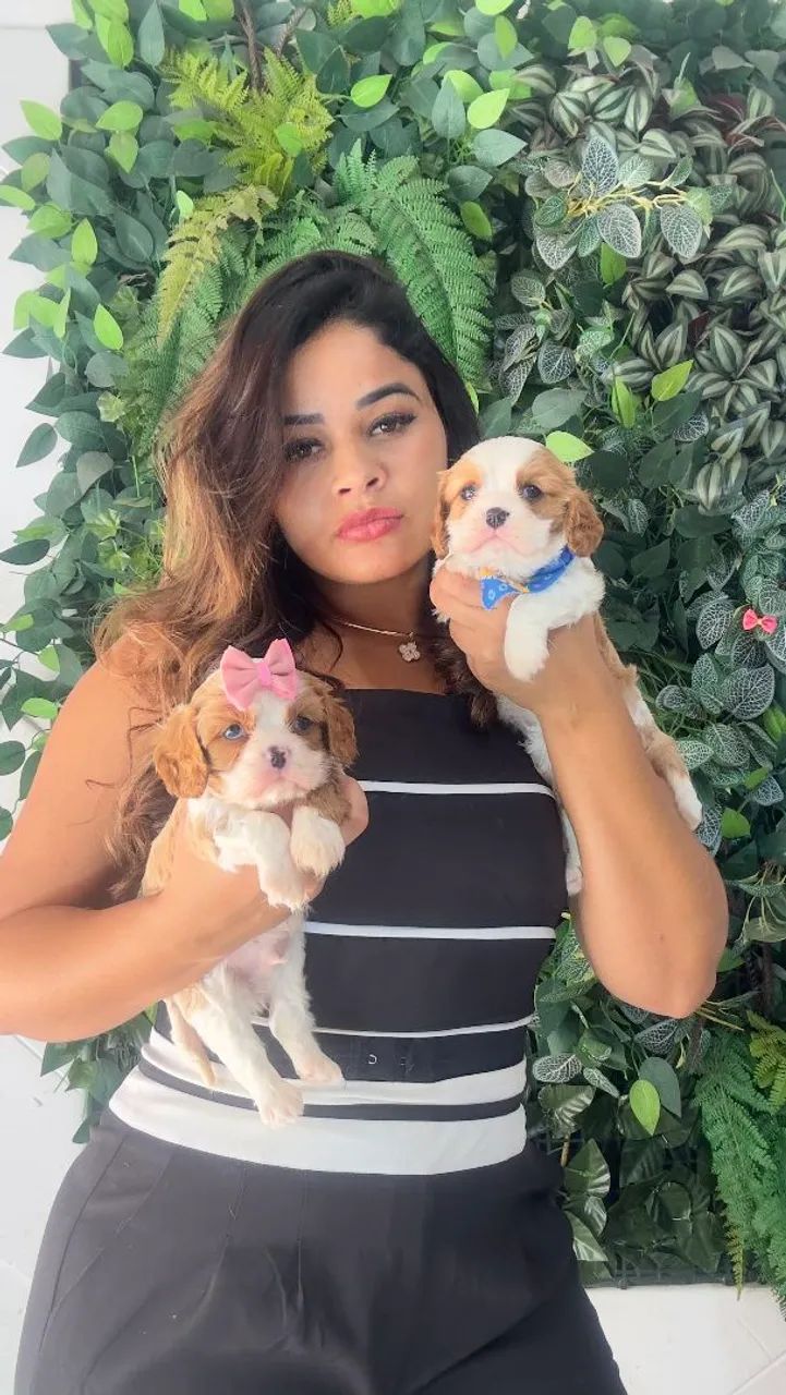 FILHOTES DE CAVALIER KING CHARLES SPANIEL!!!!
