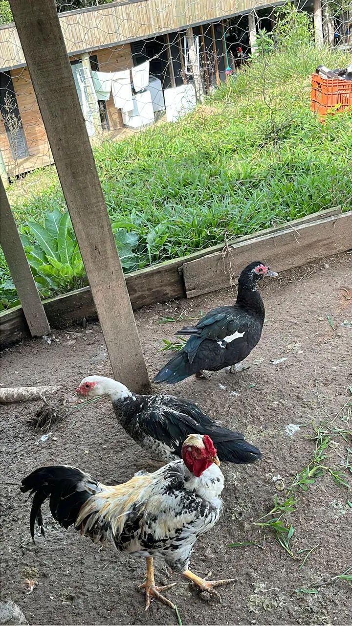Patos 
